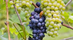 Denuncian que el Plan Estratégico Vitivinícola condujo a una crisis del sector