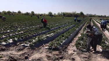 Extienden hasta fin de año plan de facilidades de pago de deudas para empleadores rurales