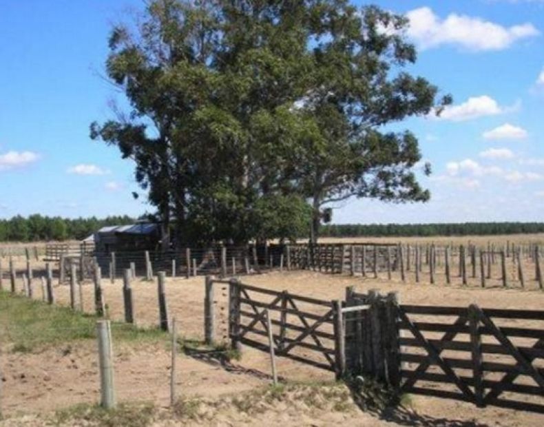 La actividad inmobiliaria rural logró un récord mensual histórico