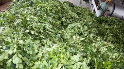 El Ministerio de Agroindustria fijó un nuevo precio para la yerba mate