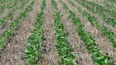 En 2016 subió un 46 por ciento el consumo de fertilizantes