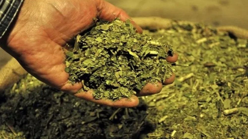 Descendieron cerca de un millón de kilos las exportaciones de yerba mate