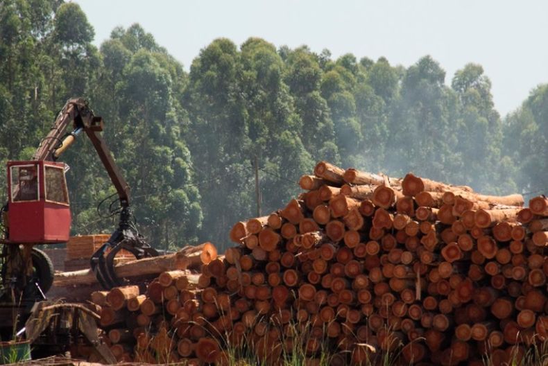 Las posibilidades que se abren para la industria forestal.