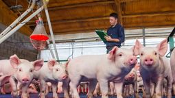 La iniciativa incorporó la incidencia del costo del maíz sobre los productores porcinos.