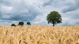 La demanda exportadora afecta positivamente al mercado de trigo