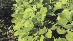 Detectan problemas con la soja de primera