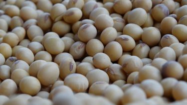 Especialistas en agro creen que la caída del precio de la soja llegó a su límite