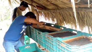 Recomiendan usar lombrices para mejorar la productividad de los campos