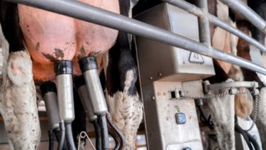 La producción de leche creció 14% en el primer trimestre