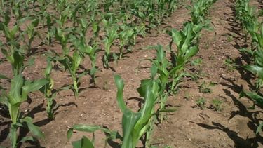 Concluyó la siembra de maíz con destino grano comercial