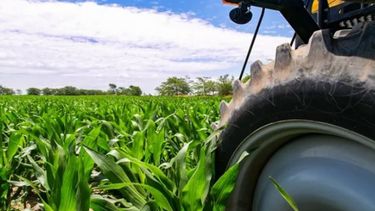 Un productor necesita 2.487 kilos de maíz por hectárea para cubrir costos