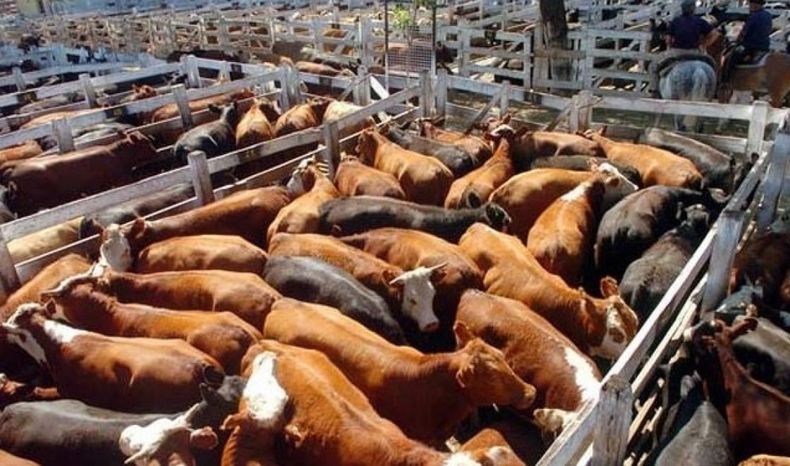 La faena de bovinos sigue a niveles tan bajos como los de 2017