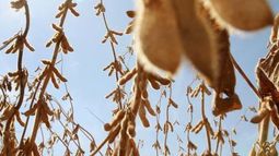 Buscan un mayor control de enfermedades en la soja