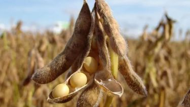 La última ola de calor afectó a la soja