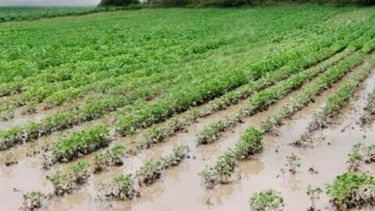 Sube a un millón la cantidad de hectáreas perdidas de soja
