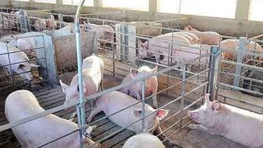 Aseguran que la producción porcina crece pero necesita ajustar la cadena de valor