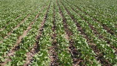 Recientes lluvias no sirvieron para revertir la sequía