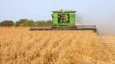 Proyectan que la producción de soja llegará a 53,5 millones de toneladas