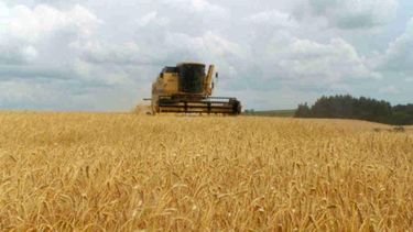 Nueva estimación de la Bolsa de Comercio de Rosario sobre el trigo 2015-2016