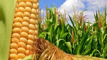 Productores entrerrianos ya cosecharon un 85% del maíz de primera