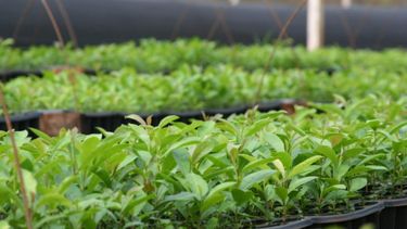 Las exportaciones de yerba subieron casi un 8% en 2020