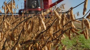 Efectivizan pagos por $400 millones a sojeros del Plan Belgrano