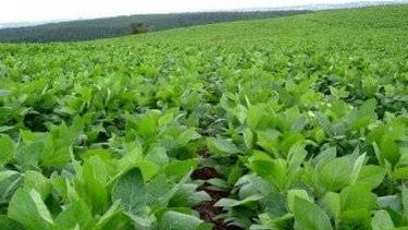 Guerra comercial entre las potencias beneficiará al agro argentino