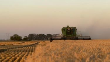 En plena cosecha, el trigo vale 30% más que hace un año