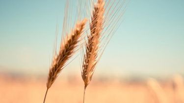 La producción total de trigo llegaría a 19 millones de toneladas