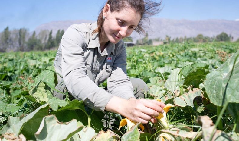La demanda internacional de semillas hortícolas.