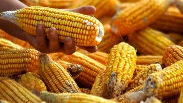 Autorizan exportación de 3 millones de toneladas extra de maíz