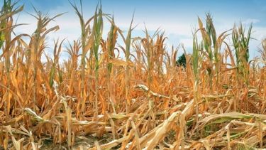 Efectos de la sequía y heladas sobre la producción argentina