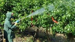 Herbicidas utilizados en el agro argentino fueron declarados "cancerígenos"