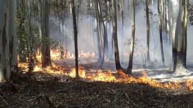 Declararon la emergencia por incendios en Corrientes
