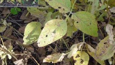 El Niño causa efectos negativos para la soja brasileña