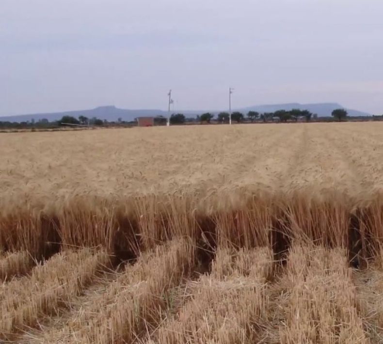 La siembra de trigo podría subir un 10% en la zona núcleo