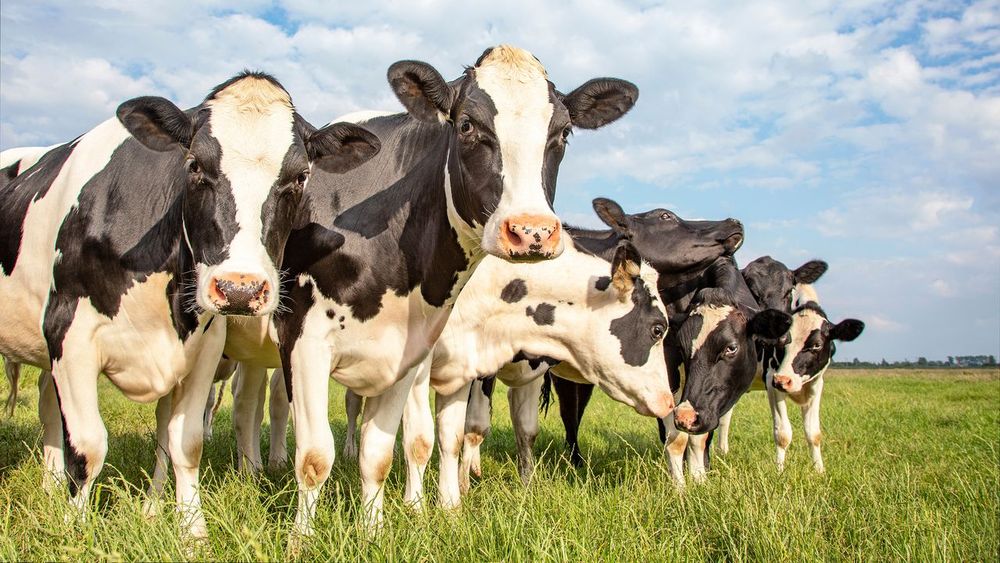 El control de la entrada de animales.