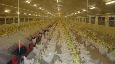 Se aprobó oficialmente el registro y la habilitación de establecimientos avícolas