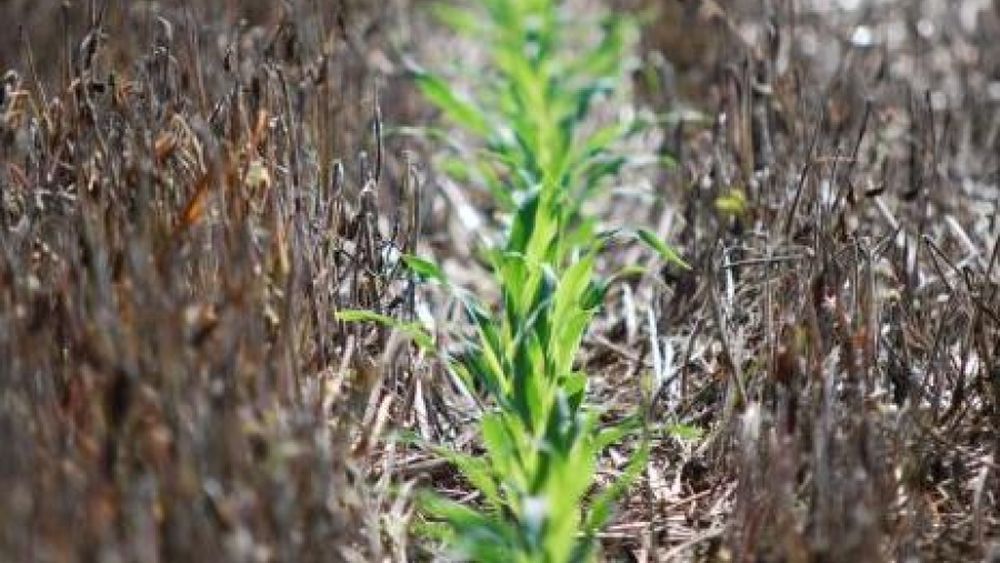 El Niño sigue siendo una amenaza para el maíz