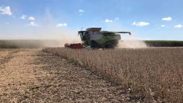 USDA redujo el pronóstico sobre la cosecha de soja argentina