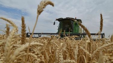 La cosecha de trigo tiene rindes inferiores al promedio histórico en el Norte