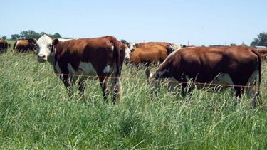 El consumo de carne en el centro del país cayó más del 16 por ciento