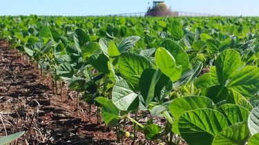 Recortaron el cálculo de producción de soja en la zona núcleo
