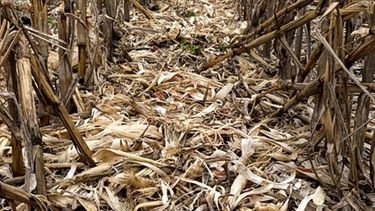 La sequía afecta tanto a Estados Unidos como a la Argentina