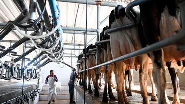 El rendimiento de la agroindustria.