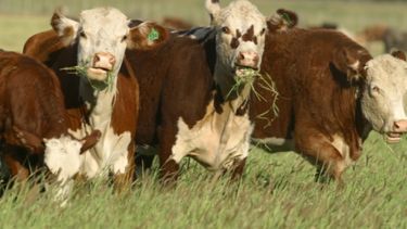 Especialistas del agro exponen las contradicciones de la ganadería argentina