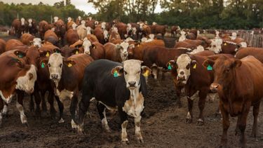 La cantidad de vacas llegará a 53,5 millones de cabezas para fin de año