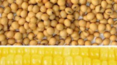 USDA elevó sus expectativas sobre las cosechas de los granos en Argentina