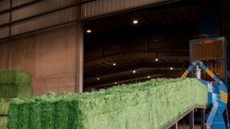 Proyectan un aumento del 100% en las exportaciones de alfalfa a Medio Oriente