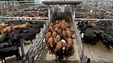 La producción de carne avanzó más de 5% en 2022